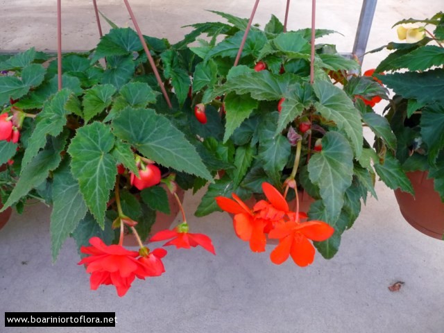 Begonia pendula