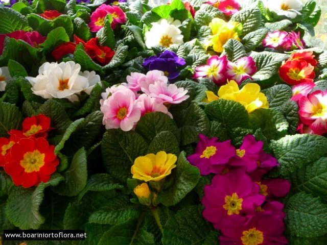 Primula