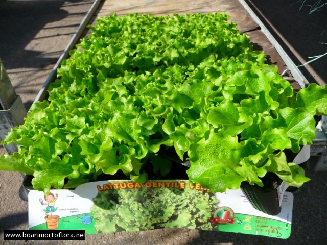 Gentile Verde