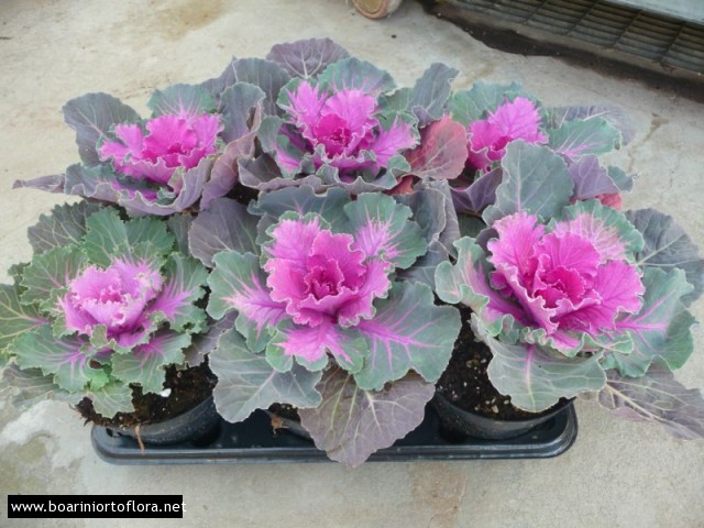 Brassica