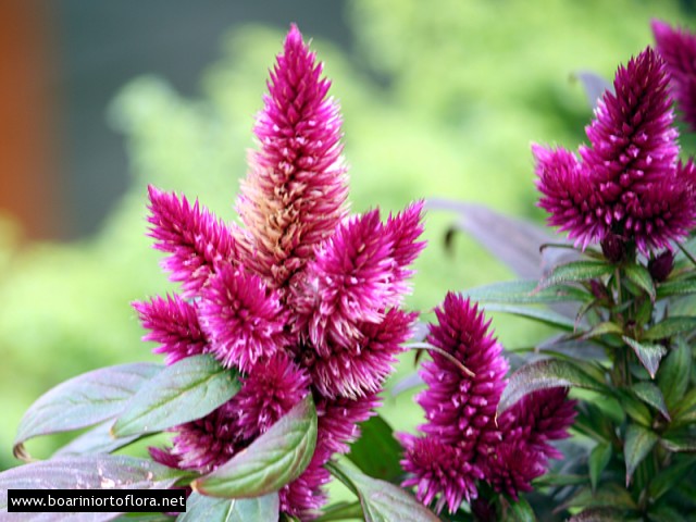 Celosia
