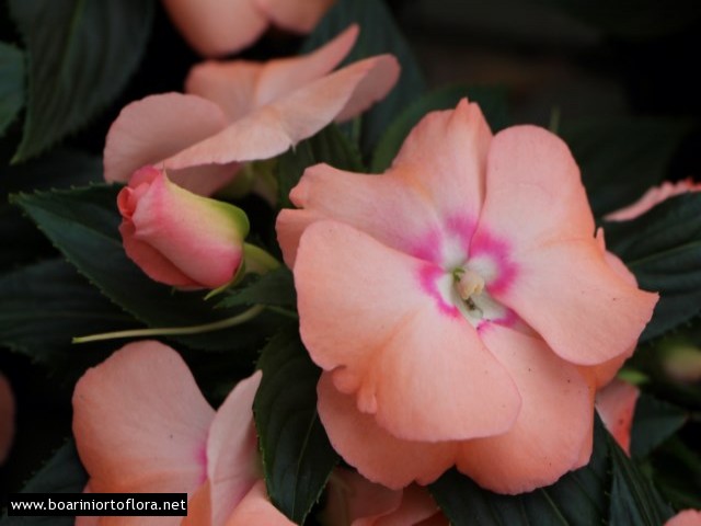 Impatiens Nuova Guinea