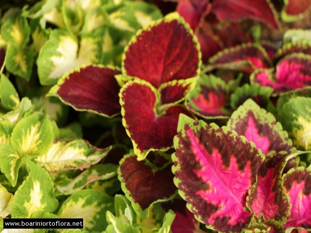 Coleus