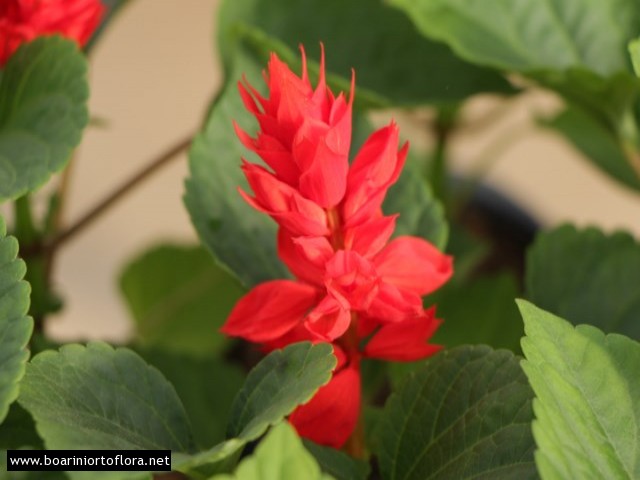 Salvia
