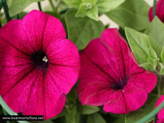 Petunia cadente