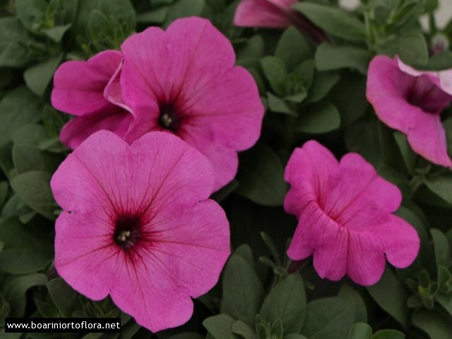 Potunia