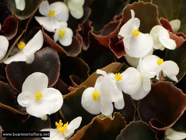 Begonia