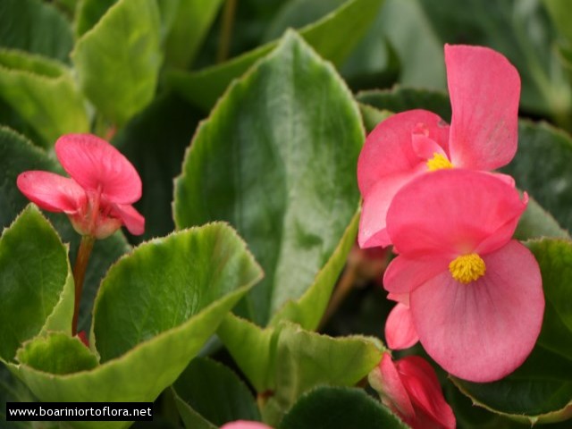 Begonia Big