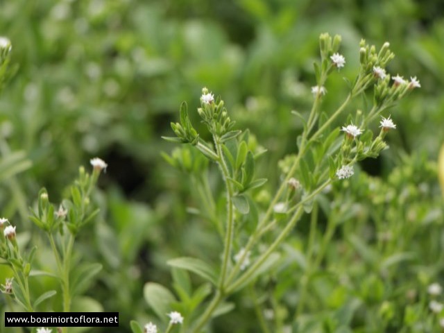 Stevia