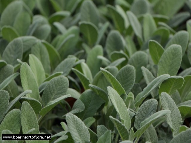 Salvia 