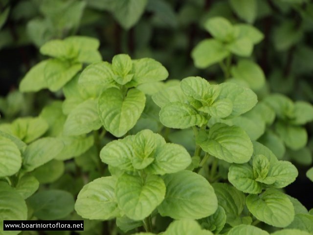 Menta 