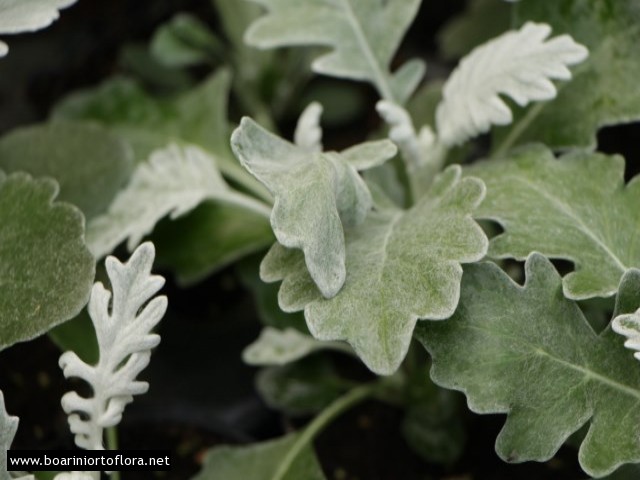 Cineraria Marittima
