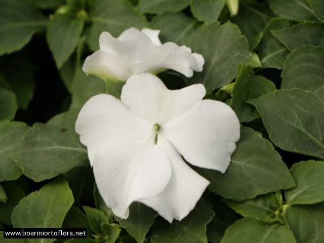 Impatiens