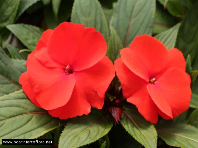 Impatiens Magnum