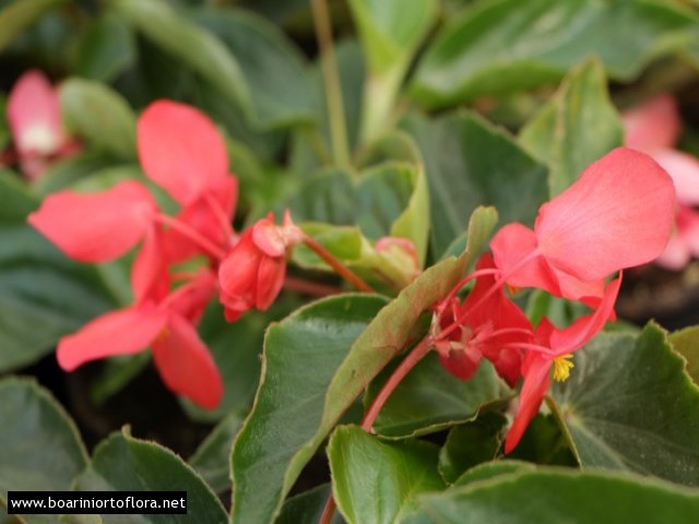 Begonia Dragon Wings