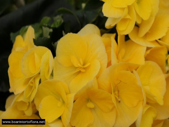 Begonia Eliator