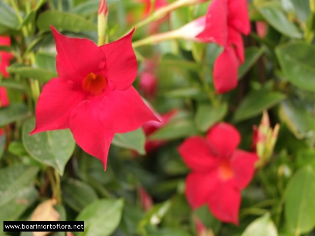 Dipladenia