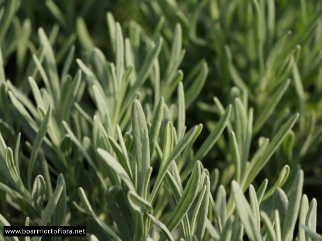 Lavanda 