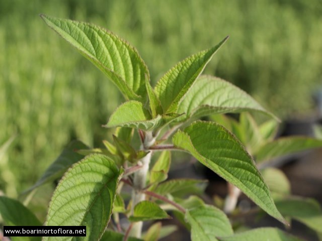Salvia Ananas