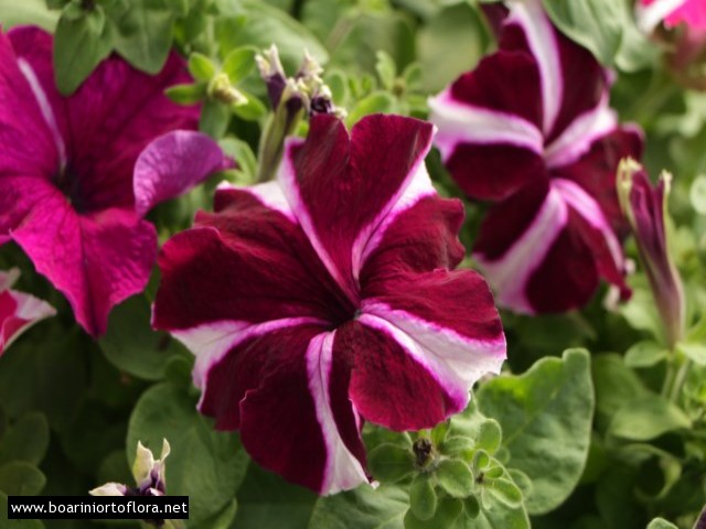 Petunia