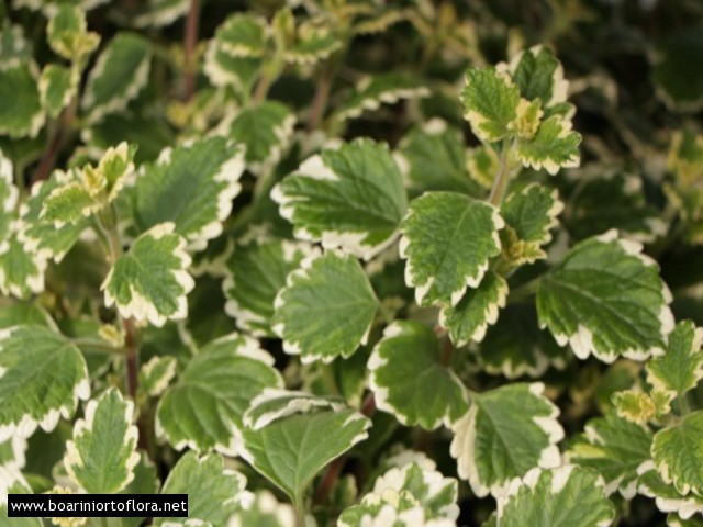 Plectranthus