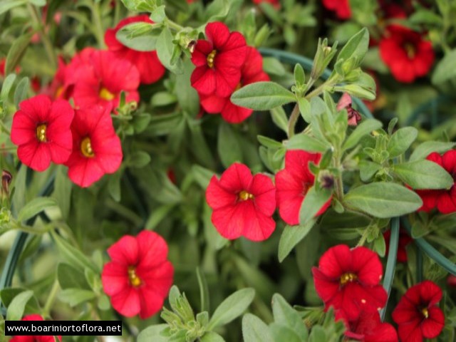 Calibrachoa