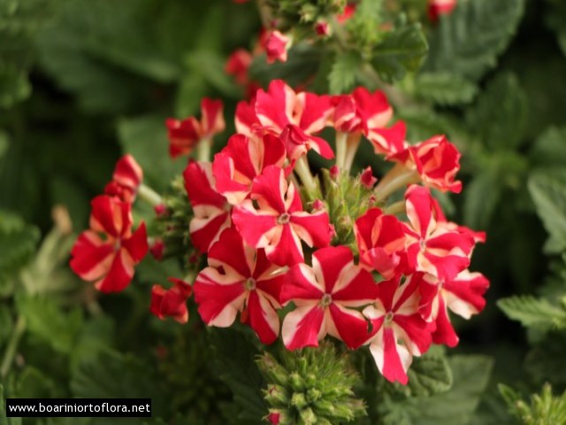 Verbena