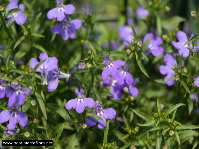Lobelia