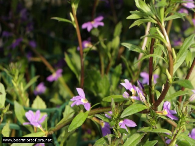 Scaevola