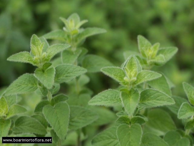 Origano