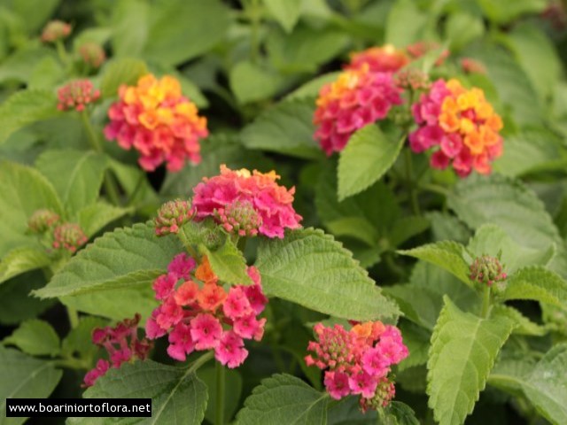 Lantana