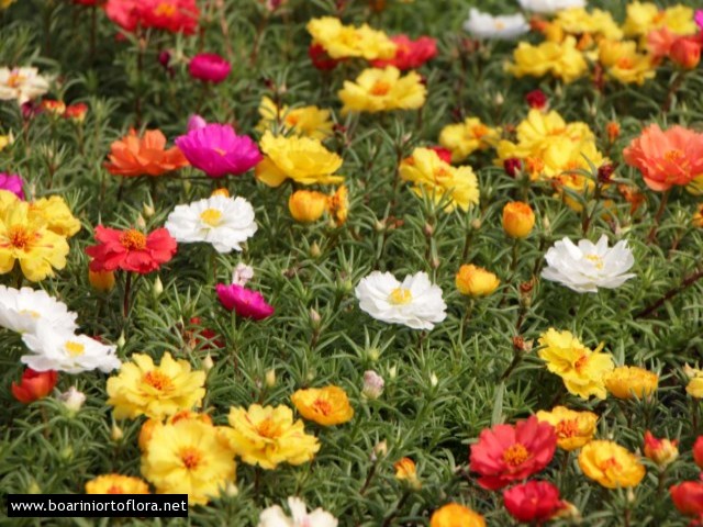 Portulaca