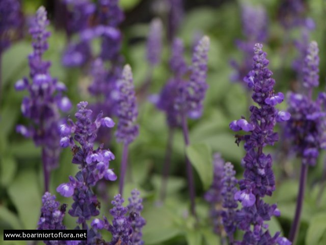 Salvia farinacea