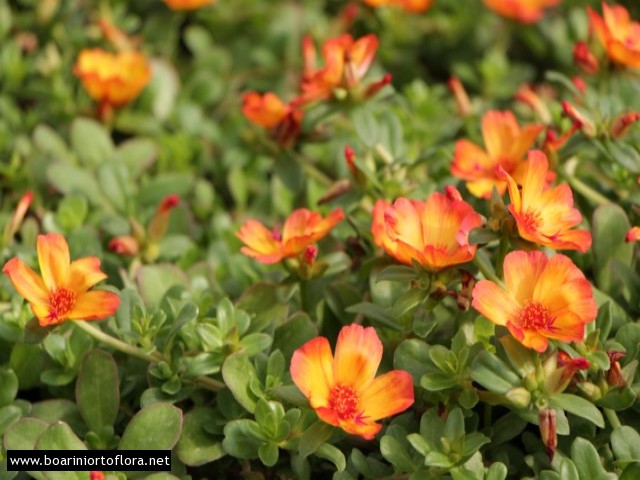 Portulaca