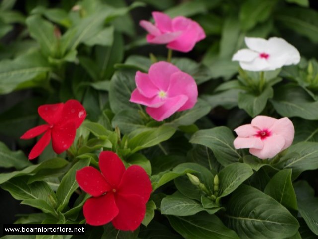 Vinca