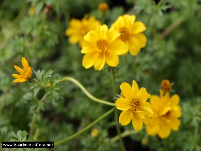 Bidens