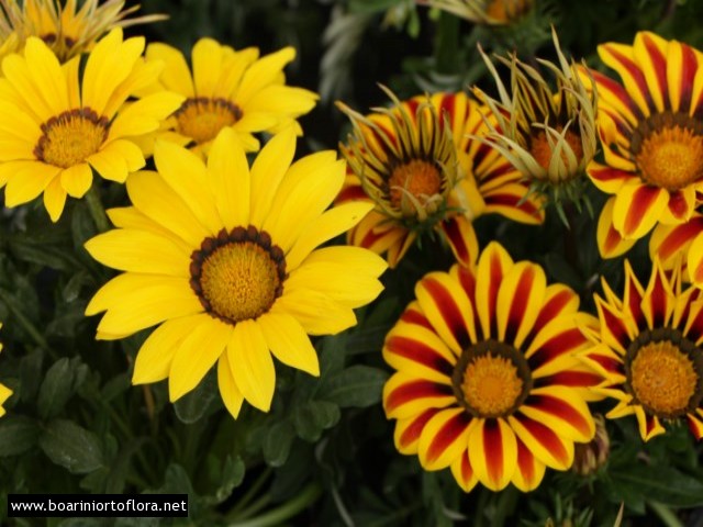 Gazania
