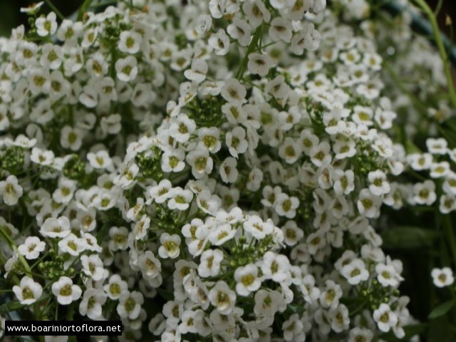 Lobularia