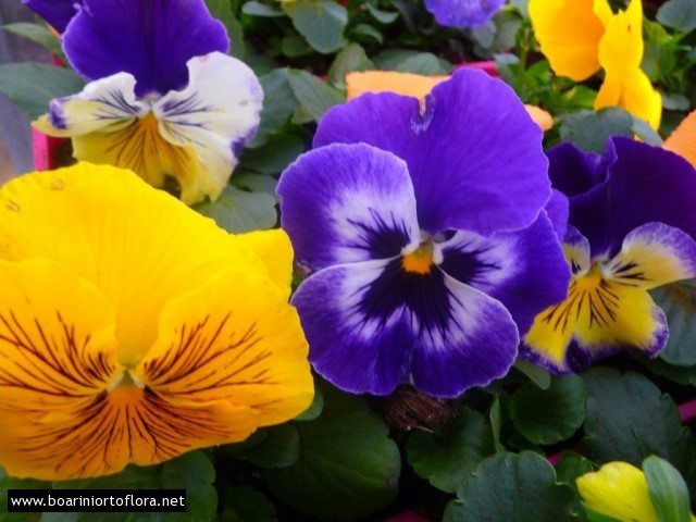 Viola
