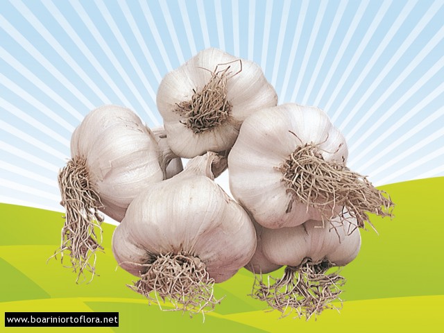 Aglio