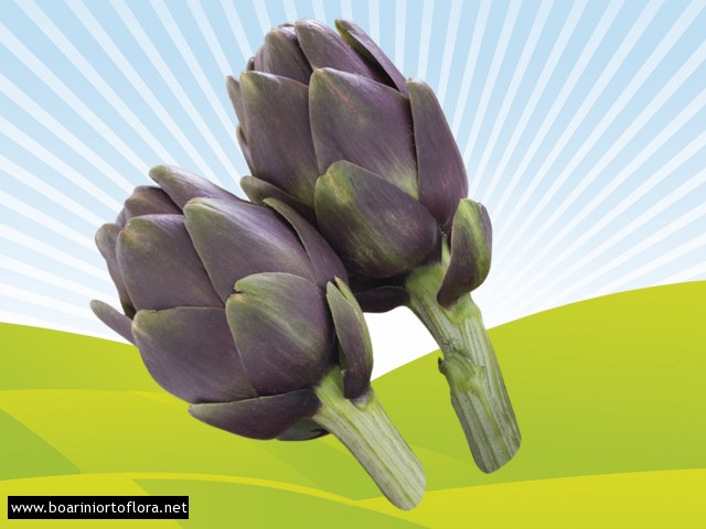 Carciofo