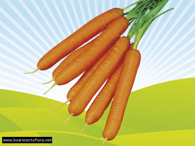 Carota