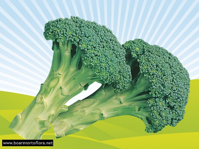 Cavolo Broccolo Calabrese