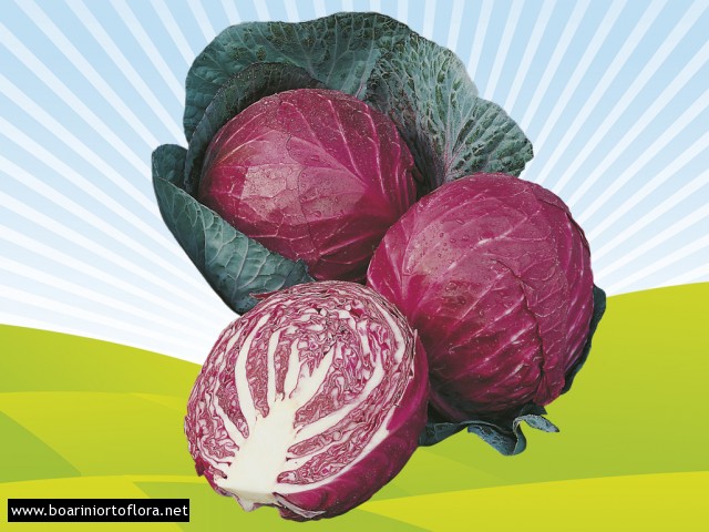 Cavolo Cappuccio Rosso