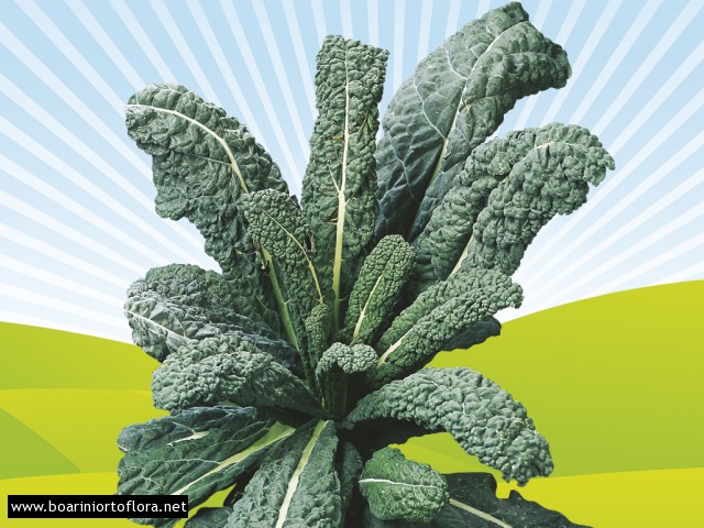 Cavolo Nero di Toscana