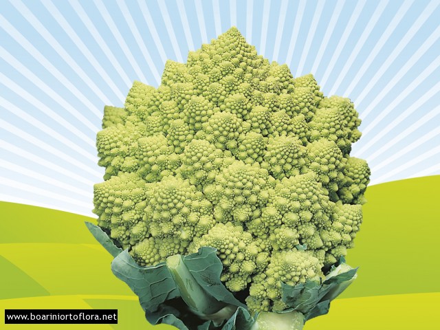 Cavolo Romanesco