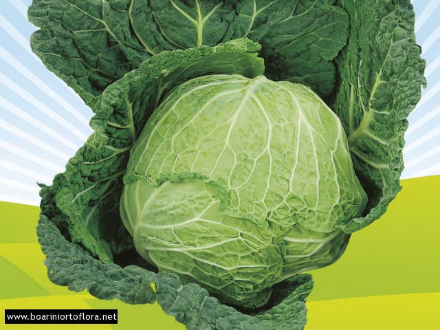 Cavolo Verza Verde Tardiva