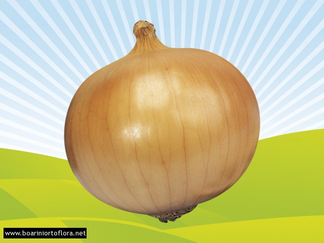 Cipolla Dorata di Parma