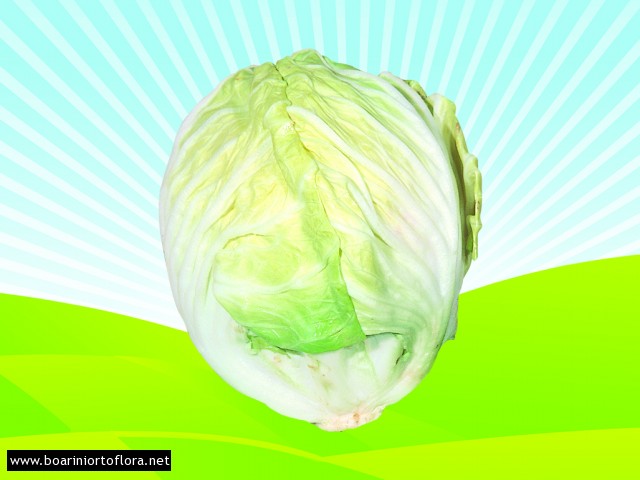 Radicchio Bianco di Chioggia