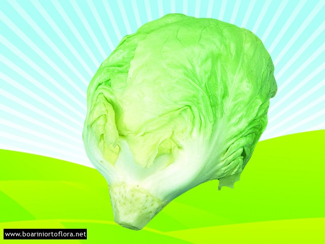 Radicchio Bianco Mantovano